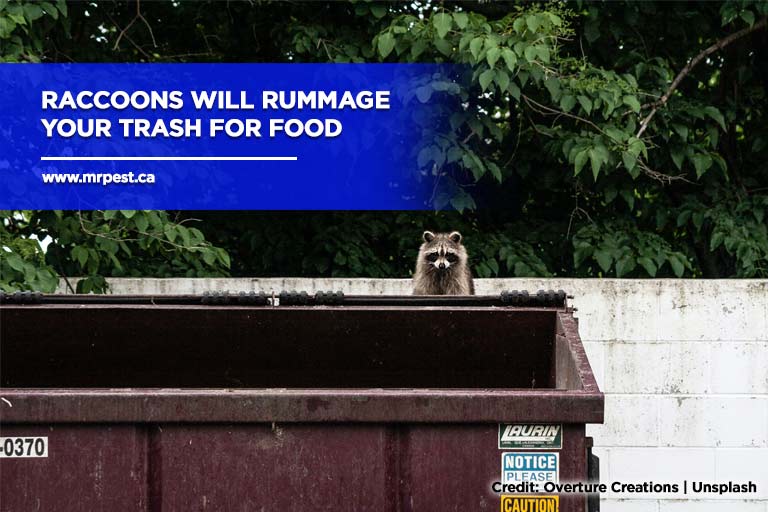 Raccoons will rummage your trash for food
