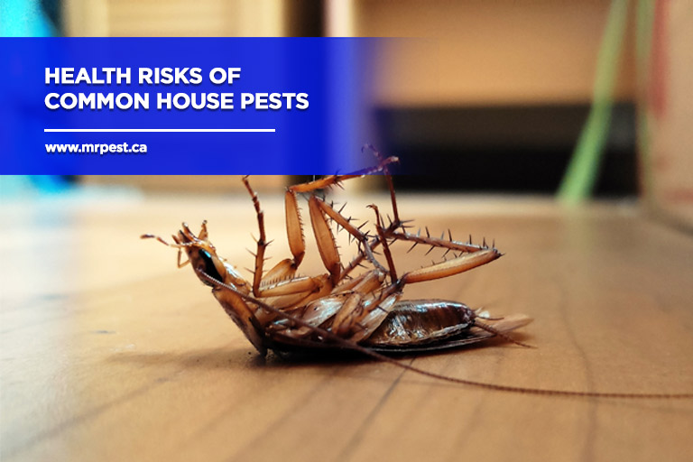 Health Risks of Common House Pests