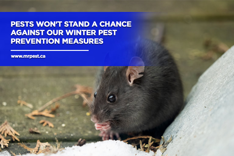 Pests won't stand a chance against our winter pest prevention measures
