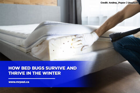 How Bed Bugs Survive and Thrive in the Winter - Mr Pest Control