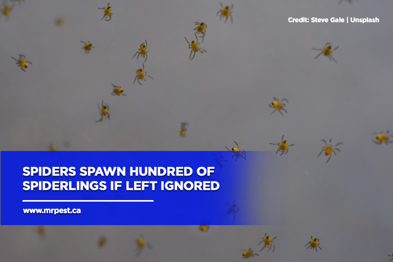 How to Prevent and Deal With Spider Infestations Mr Pest Control