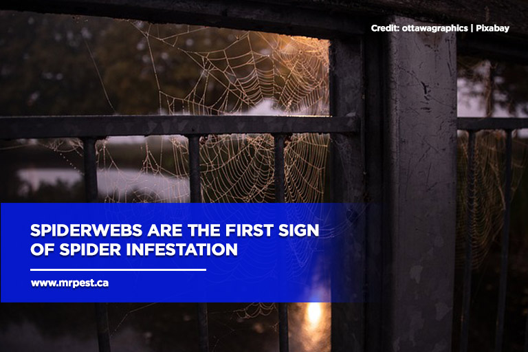Spiderwebs are the first sign of spider infestation