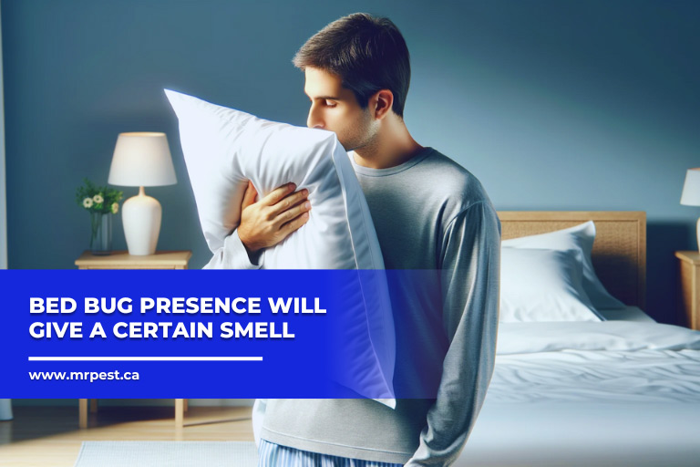 Spotting Bed Bugs Your Easy Guide Mr Pest Control