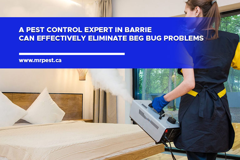 A pest control expert in Barrie can effectively eliminate beg bug problems