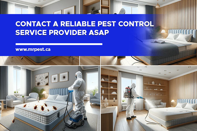 Contact a reliable pest control service provider ASAP