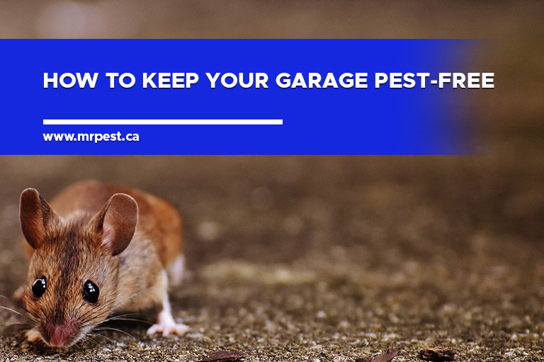 How to Keep Your Garage Pest-Free