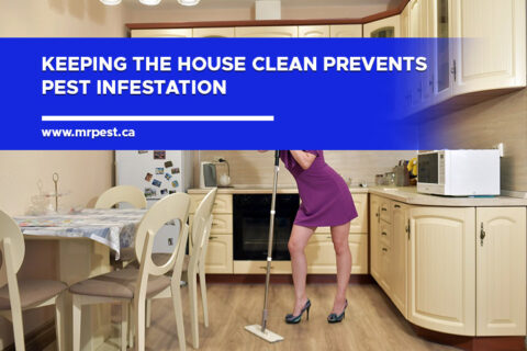 Who is Responsible for Pest Control in a Rental Property - Mr Pest Control