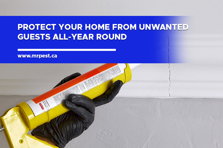 Protect your home from unwanted guests all-year round