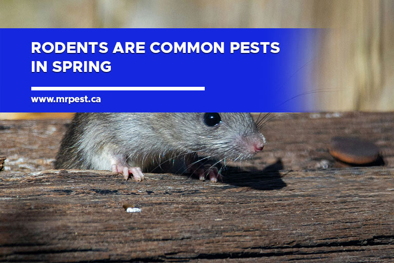 Rodents are common pests in spring