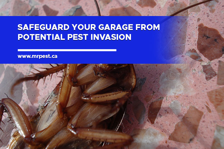 Safeguard your garage from potential pest invasion