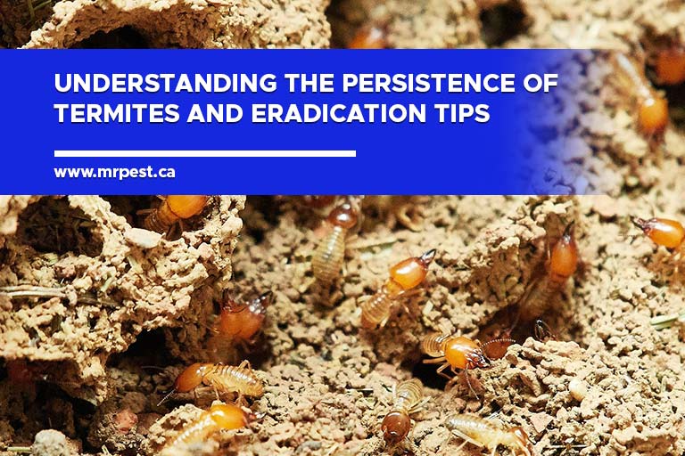 Understanding the Persistence of Termites and Eradication Tips