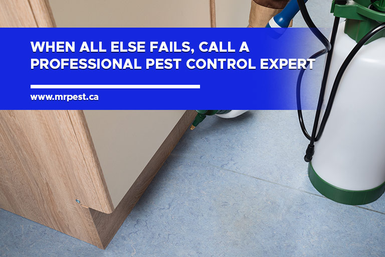 When all else fails, call a professional pest control expert