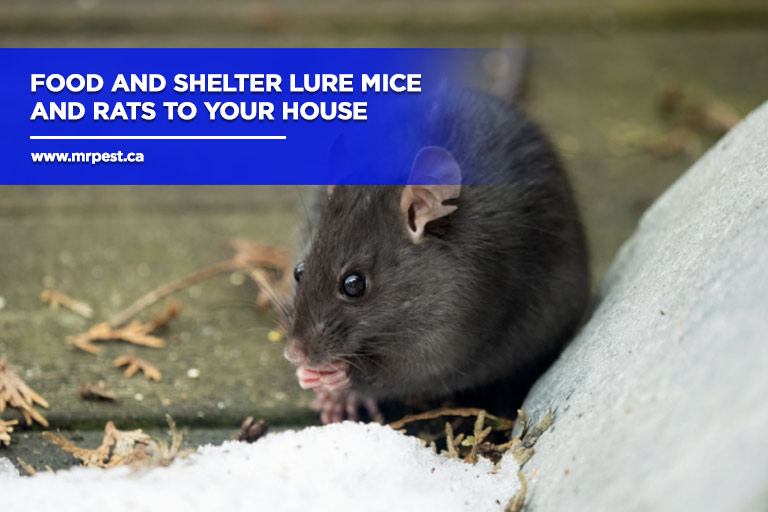 Food and shelter lure mice and rats to your house