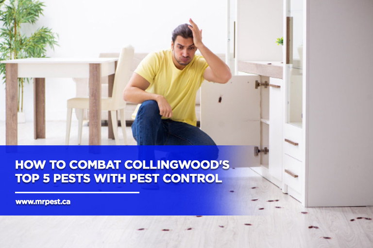 How to Combat Collingwood's Top 5 Pests with Pest Control