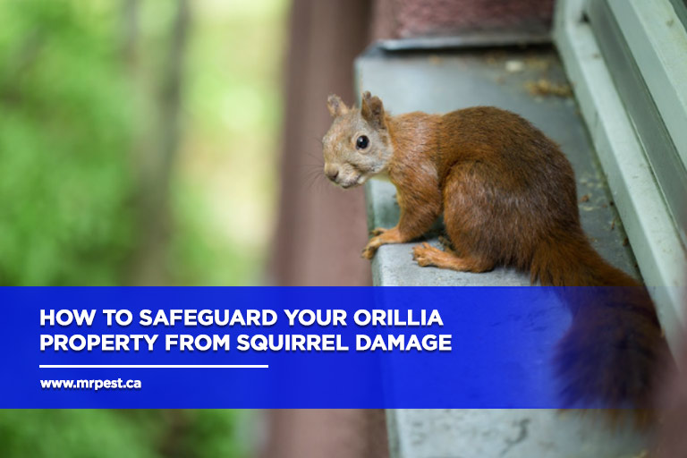 How to Safeguard Your Orillia Property from Squirrel Damage