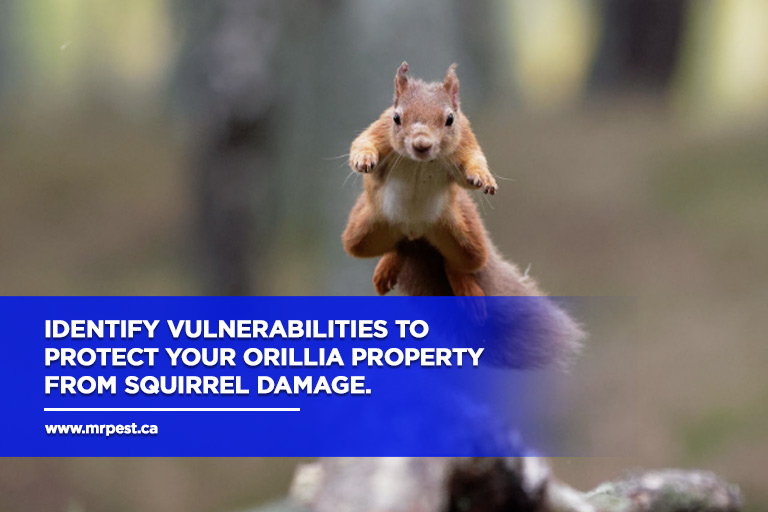 Identify vulnerabilities to protect your Orillia property from squirrel damage.