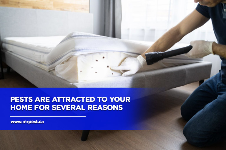 Pests are attracted to your home for several reasons