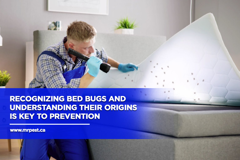Recognizing bed bugs and understanding their origins is key to preventio