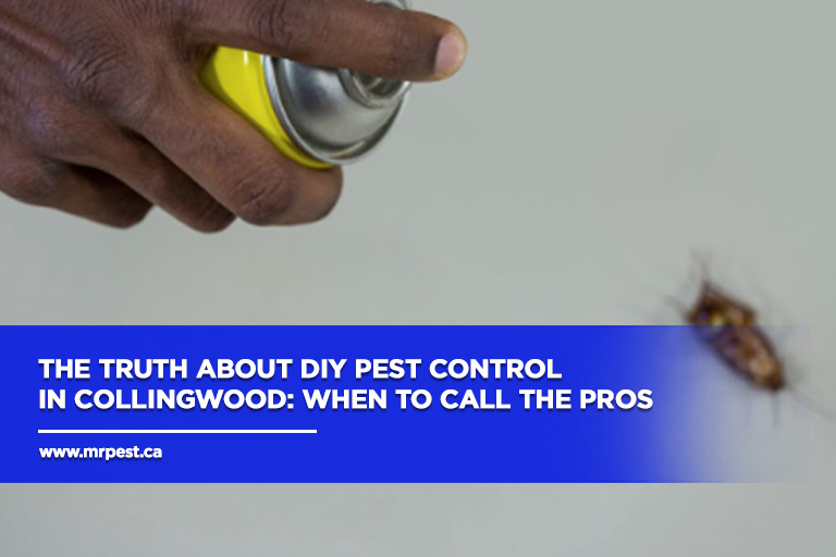 The Truth About DIY Pest Control in Collingwood: When to Call the Pros