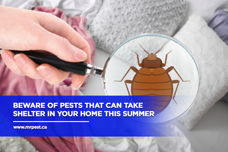 Beware of pests that can take shelter in your home this summer
