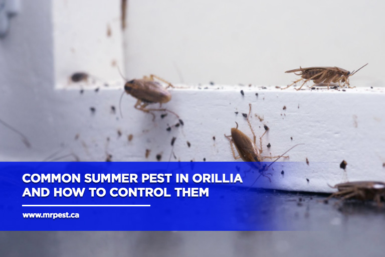 Common Summer Pest in Orillia and How to Control Them