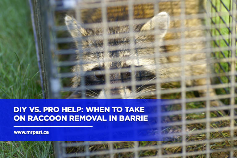 DIY vs. Pro Help: When to Take on Raccoon Removal in Barrie