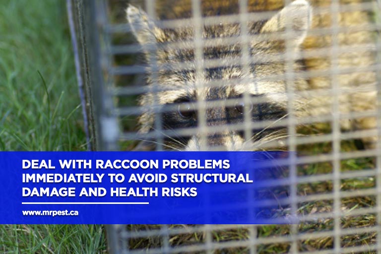 Deal with raccoon problems immediately to avoid structural damage and health risks