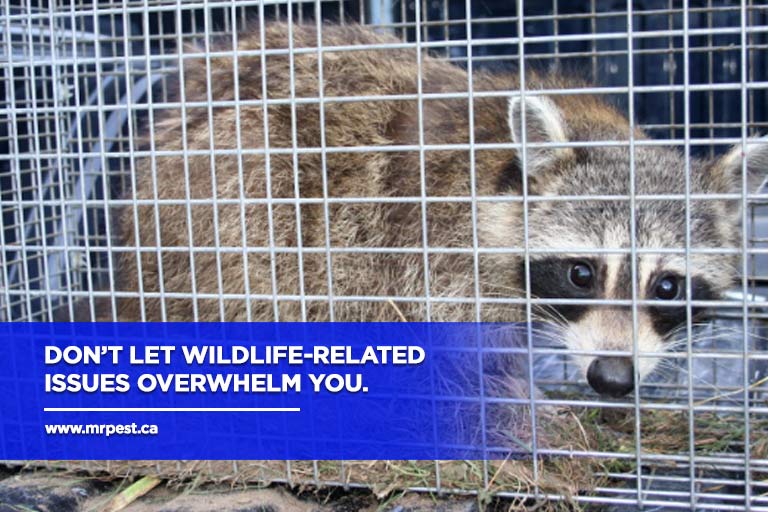 Don’t let wildlife-related issues overwhelm you.