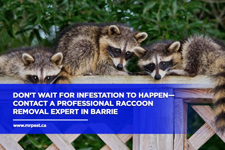 Don’t wait for infestation to happen—contact a professional raccoon removal expert in Barrie