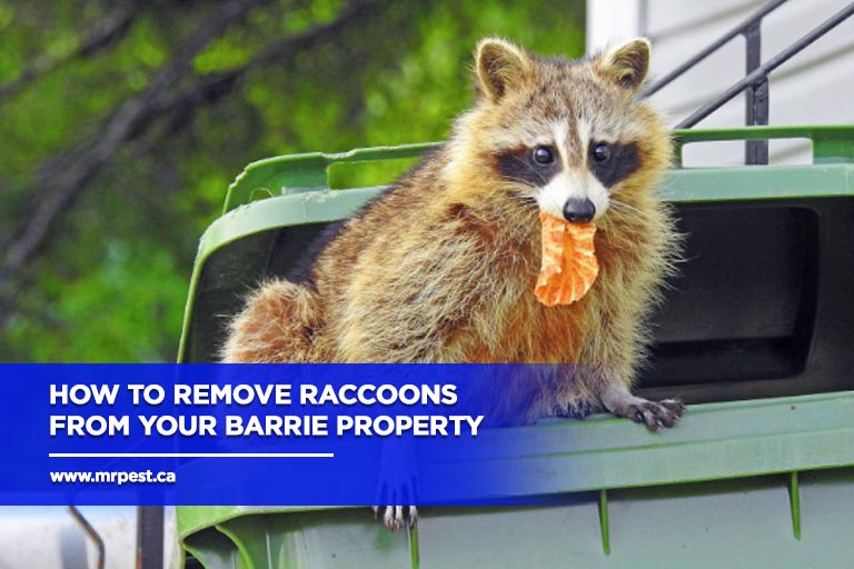 How to Remove Raccoons from Your Barrie Property