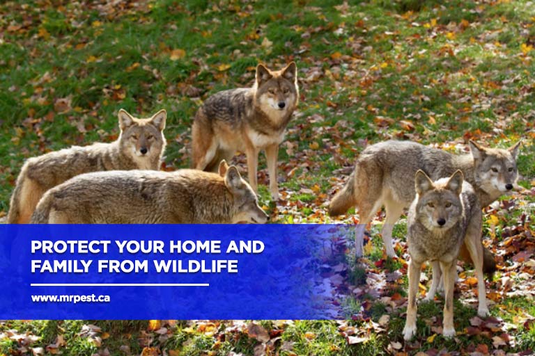 Protect your home and family from wildlife