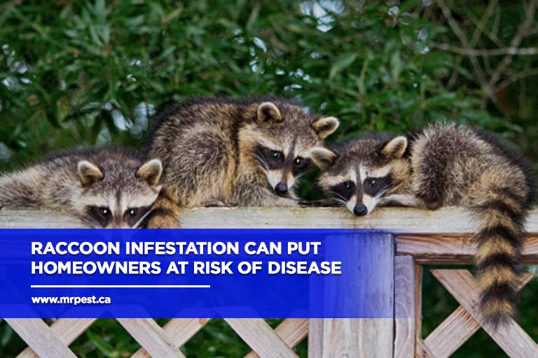 Raccoon infestation can put homeowners at risk of disease