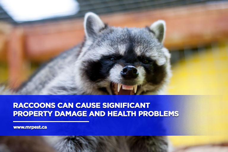 Raccoons can cause significant property damage and health problems