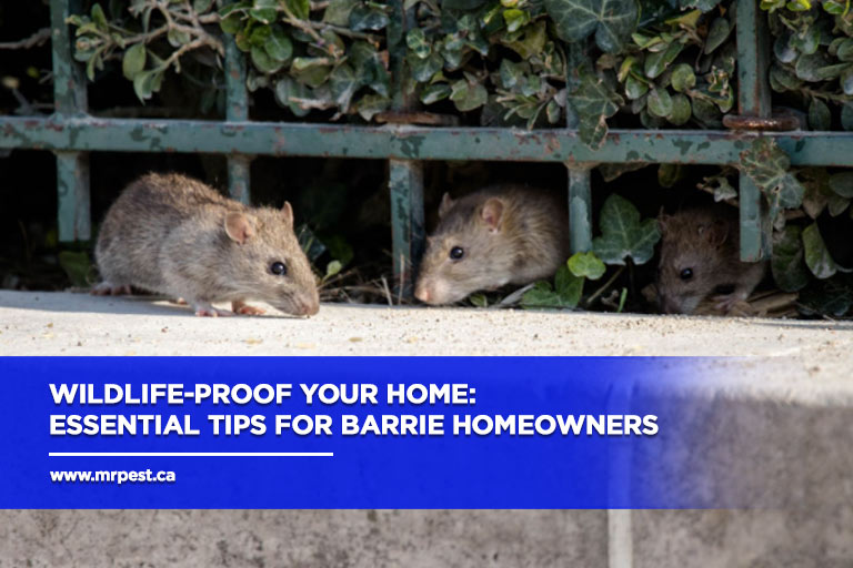 Wildlife-Proof Your Home: Essential Tips for Barrie Homeowners