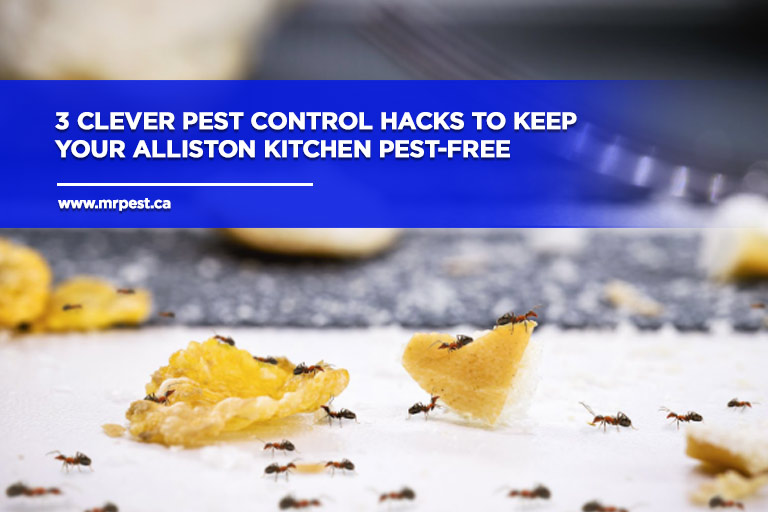 3 Clever Pest Control Hacks to Keep Your Alliston Kitchen Pest-Free