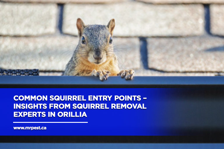 Common Squirrel Entry Points – Insights from Squirrel Removal Experts in Orillia