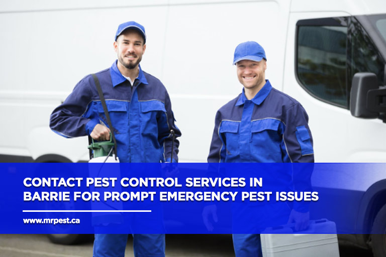 Contact-pest-control-services-in-Barrie-for-prompt-emergency-pest-issues