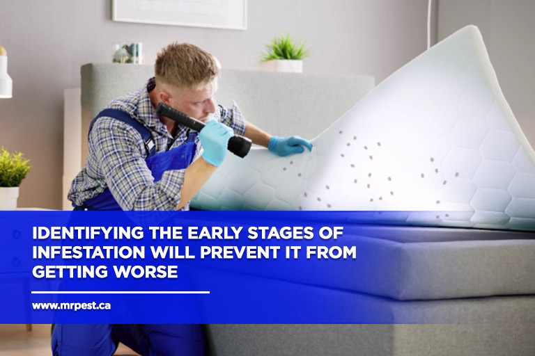 Identifying the early stages of infestation will prevent it from getting worse
