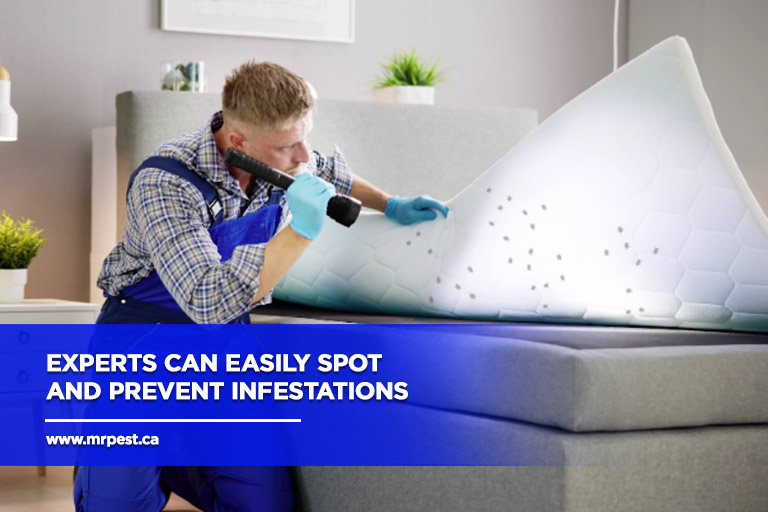Experts can easily spot and prevent infestations