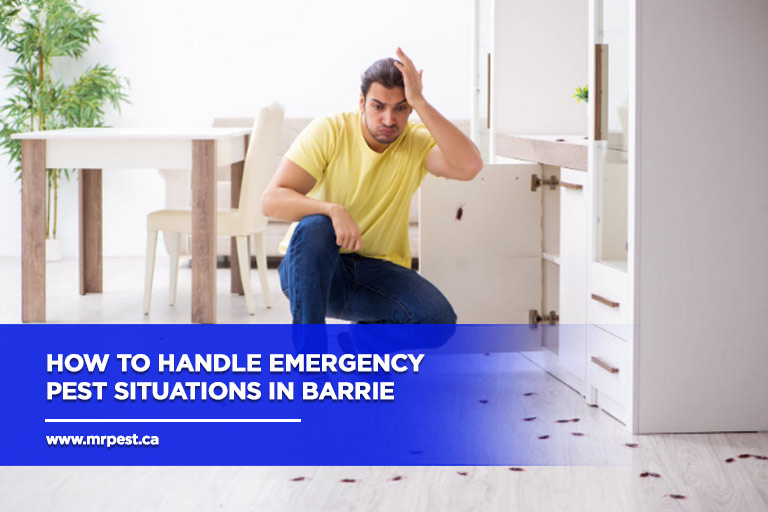 How to Handle Emergency Pest Situations in Barrie