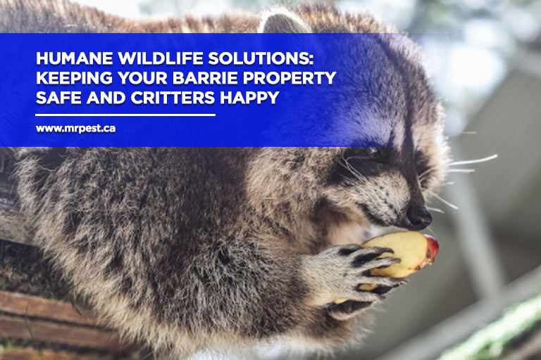 Humane Wildlife Solutions: Keeping Your Barrie Property Safe and Critters Happy