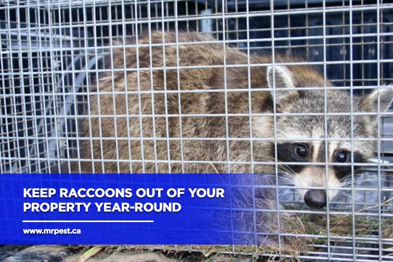 Keep raccoons out of your property year-round
