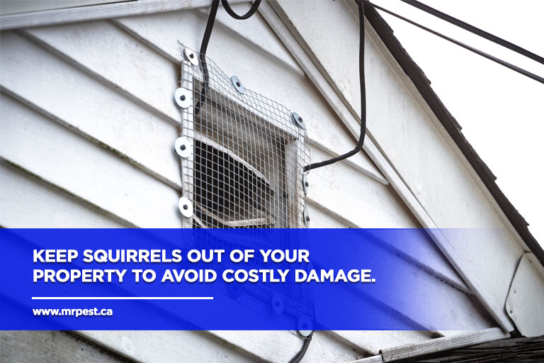 Keep squirrels out of your property to avoid costly damage.