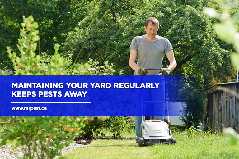 Maintaining your yard regularly keeps pests away