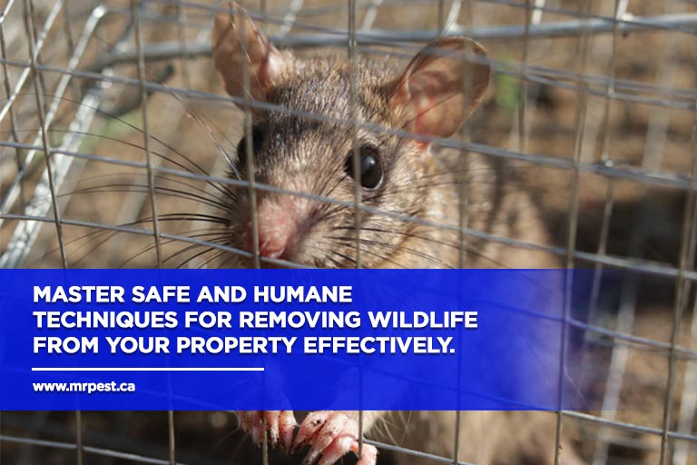 Master safe and humane techniques for removing wildlife from your property effectively.