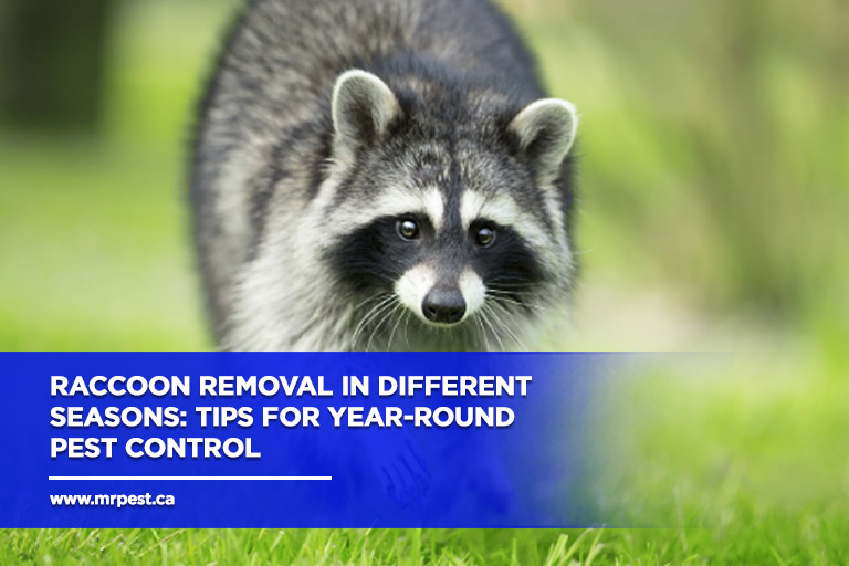 Raccoon Removal in Different Seasons: Tips for Year-Round Pest Control