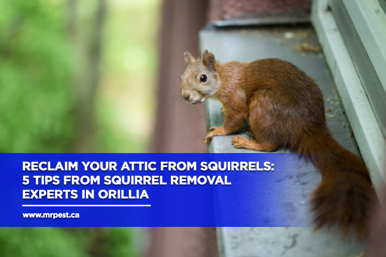 Reclaim-Your-Attic-From-Squirrels-5-Tips-from-Squirrel-Removal-Experts-in-Orillia