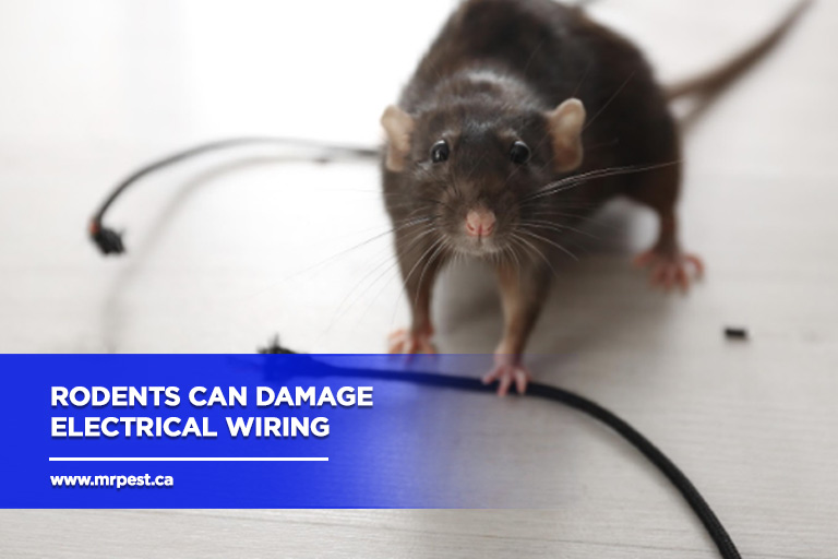 Rodents can damage electrical wiring