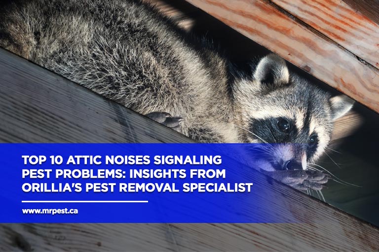 Top 10 Attic Noises Signaling Pest Problems: Insights from Orillia's Pest Removal Specialist