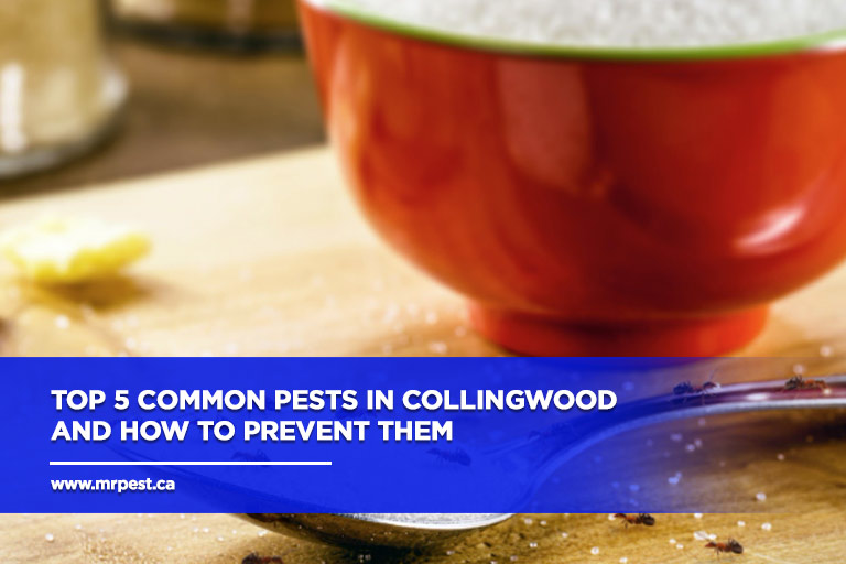 Top 5 Common Pests in Collingwood and How to Prevent Them